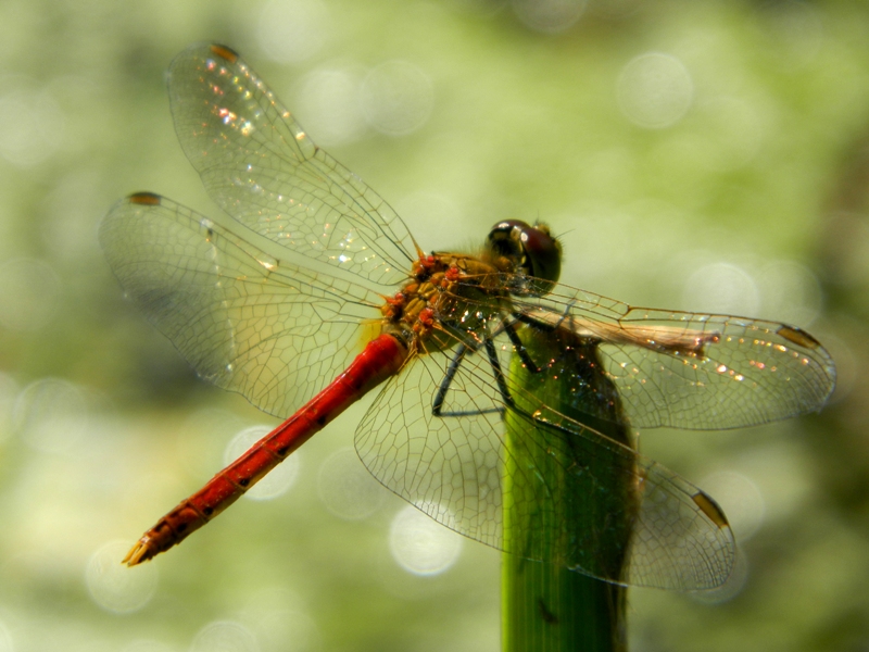 Sympetrum...??